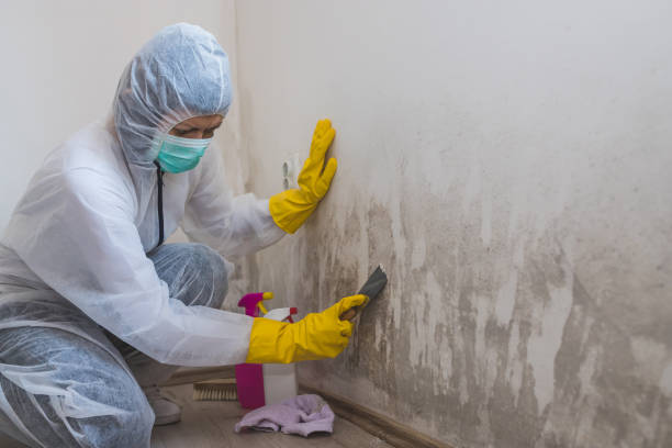 Best Basement Mold Remediation in Pompton Lakes, NJ